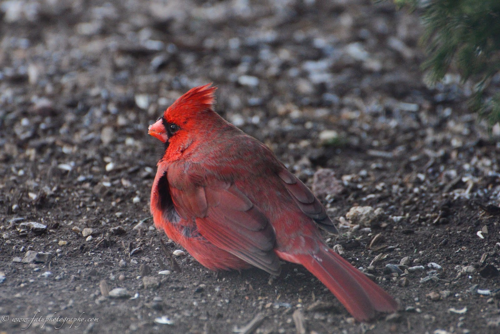 Fatu Photography Headshots & Lifestyle Birds of Kansas City