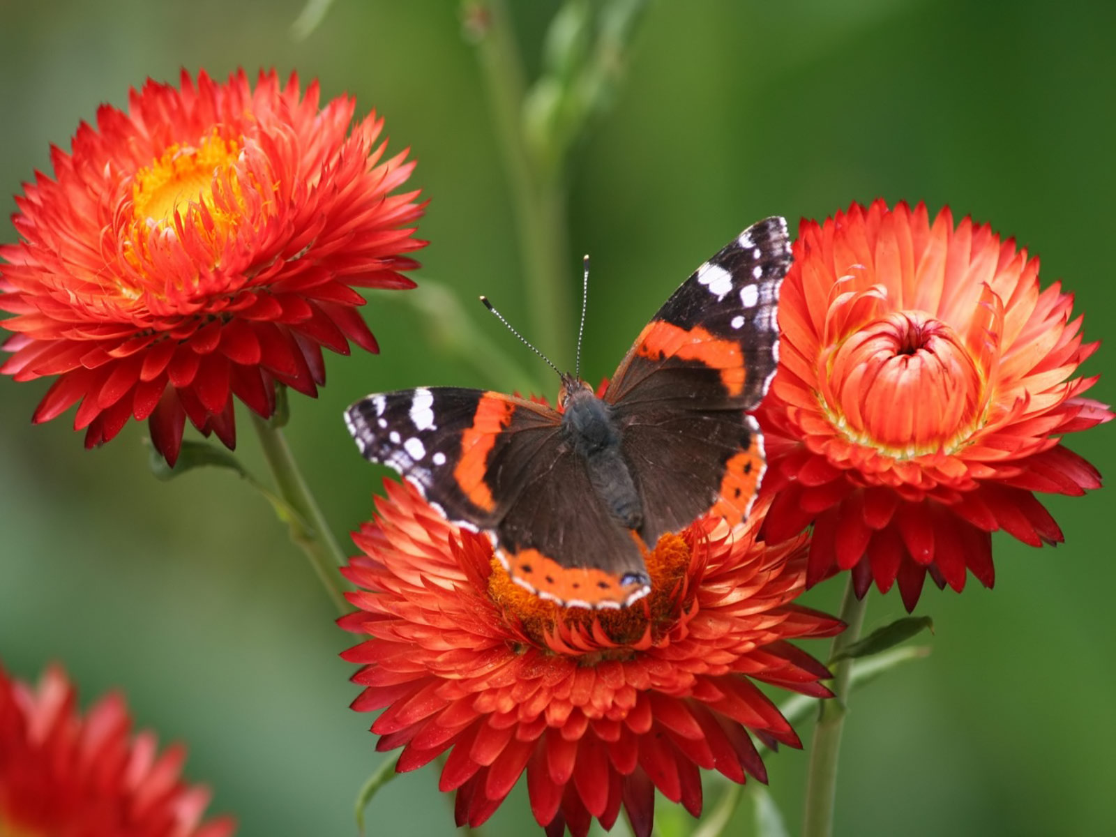 Beautiful Butterfly Wallpapers