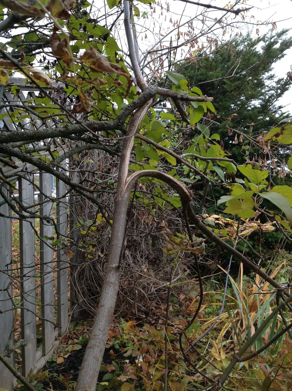 Veseys Blog Too Prune Or Not To Prune