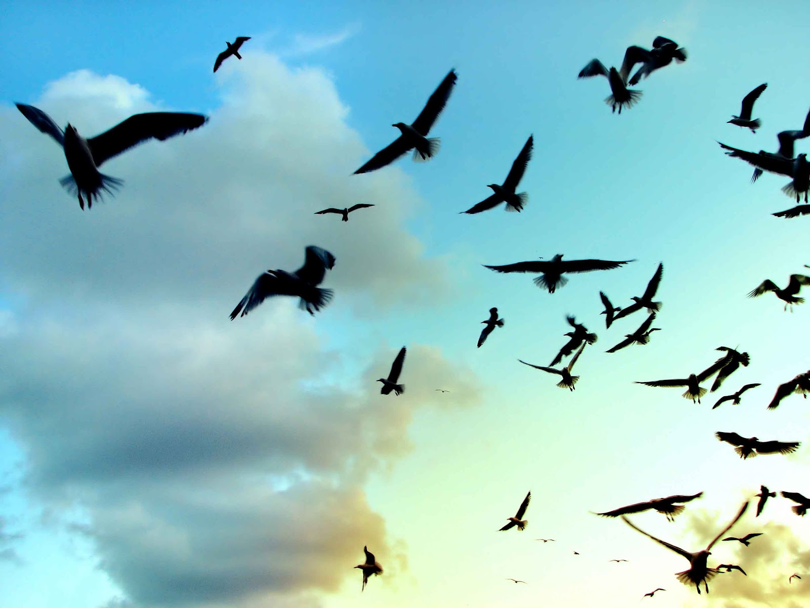 Kaan Demirdöven 20120819