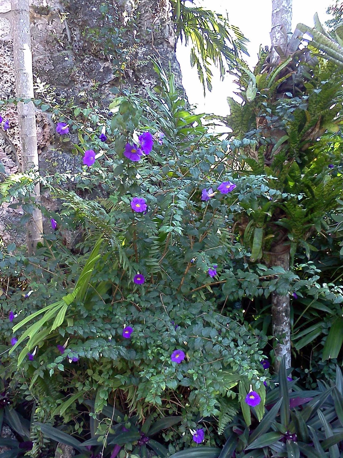 Gardening South Florida Style South Florida Hedge Plants v.I