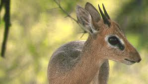 Deze bijzonder gracieuze antilope behoort tot een van de zes ondersoorten van de familie der antilopen. 