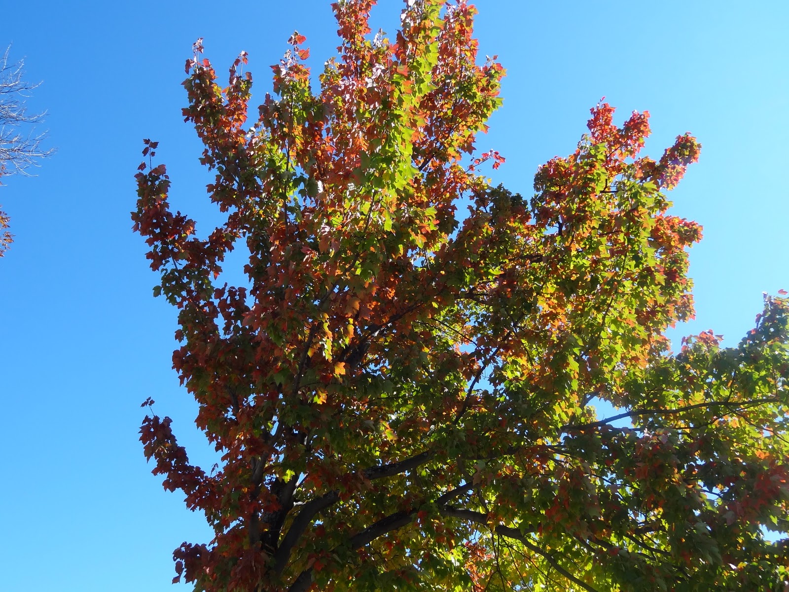 quoi faire quand on rencontre une moufette