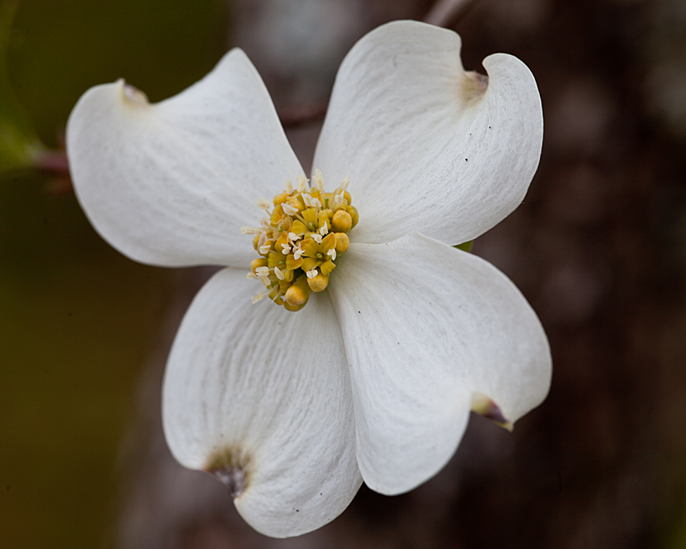 Mary Ann's View East Texas Flowering Dogwoods