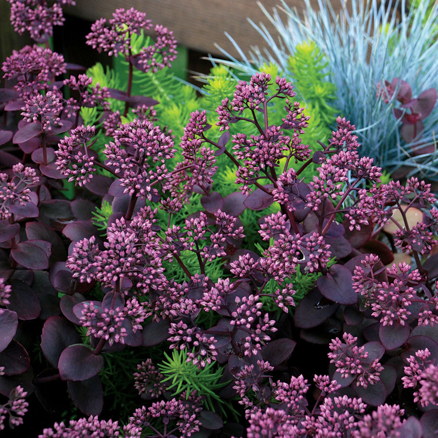 sedum sunsparkler cherry tart sedum sunsparkler cherry tart