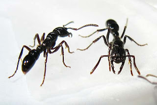 Two workers of Plectroctena ants