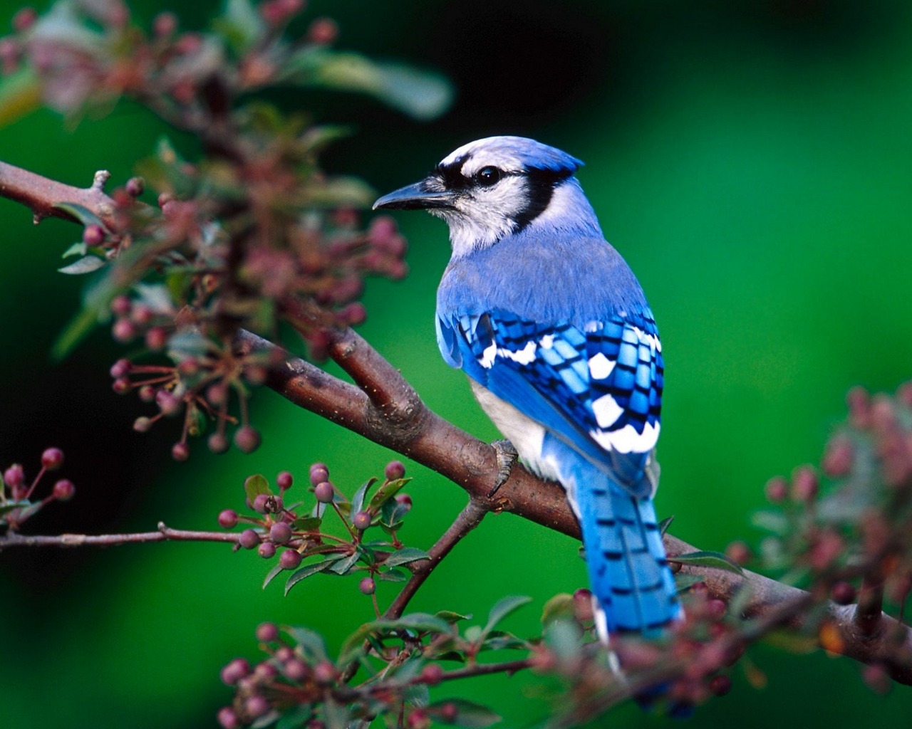http://2.bp.blogspot.com/-xm_BviRz9Js/T7ioBlkGUqI/AAAAAAAAIWk/FAtINl0pJfs/s1600/Beautiful+Birds+Wallpapers+12.jpg