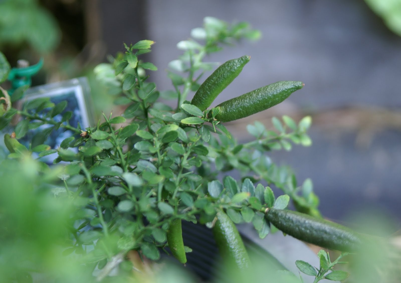 Plants For Sale Grafted Finger Lime Many Variety