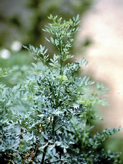 ruda, beneficios de la ruda, propiedades de la ruda, la planta ruda, baños de ruda, para que sirve la ruda, secretos de la ruda, ruda macho, ruda hembra, suerte con la ruda, la planta de la suerte, oraciones de la suerte, talisman de la ruda, salud con la ruda, energias positivas con la ruda, atraer la suerte con la ruda, creencias de la ruda, rituales de la ruda, ritual magico de la ruda, suerte y dinero con ruda, medium, visionario, hechizos con la ruda, brujerias con la ruda, ritual poderoso con rudas, materiales para la suerte, baños con ruda, hojas de ruda, hoja de la ruda, que es la ruda, eliminar brujerias, eliminar ondas negativas, sacar las malas energias con la ruda, trabajos con la ruda, personas que hacen trabajos de suerte, dinero, amor, trabajo, la ruda