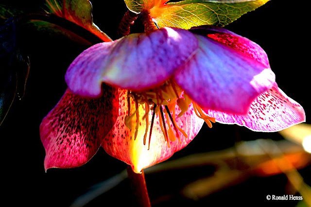 Frühling Christrose Lenzrose Frühling Christrose Lenzrose