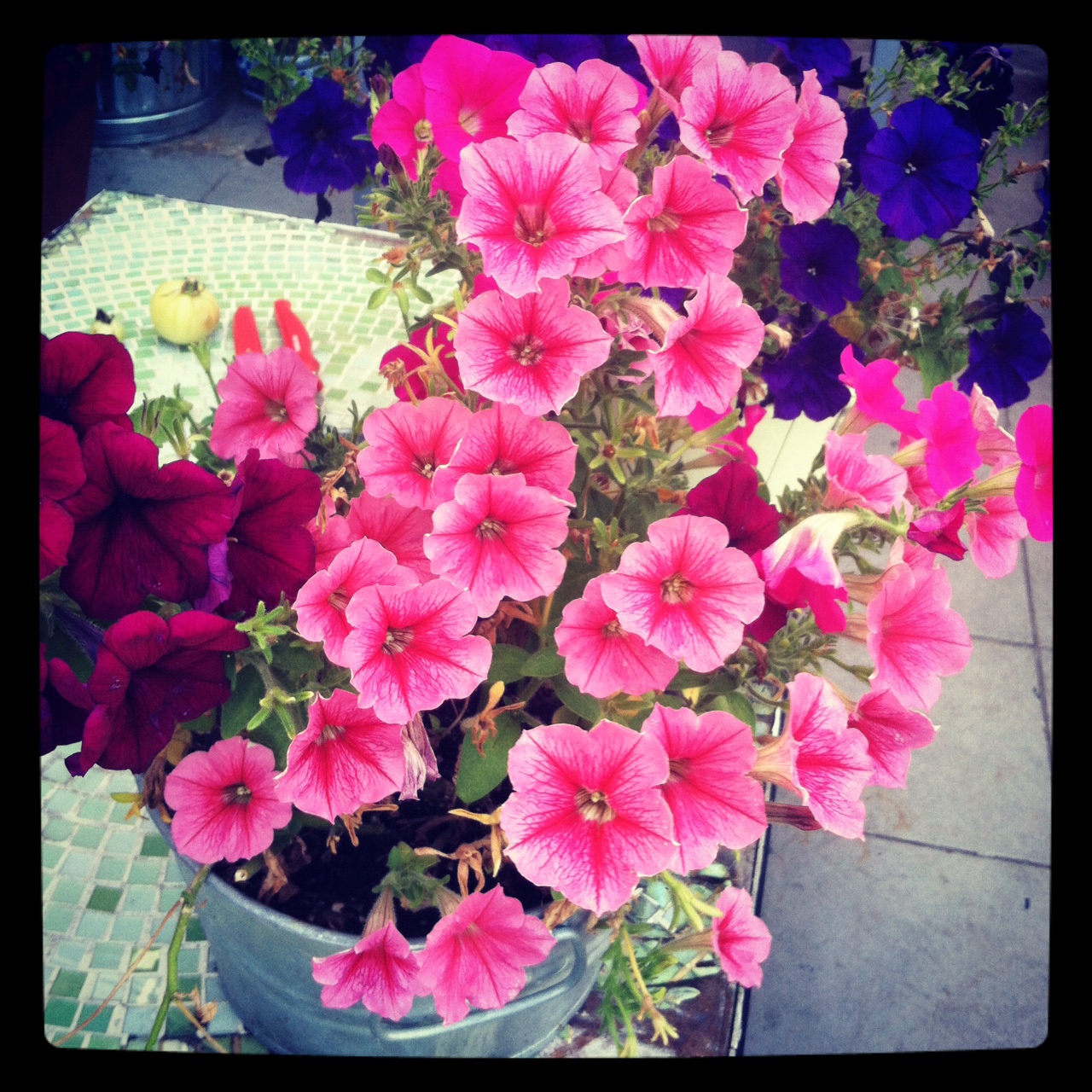 The Brooklyn Terrace Pruning Petunias