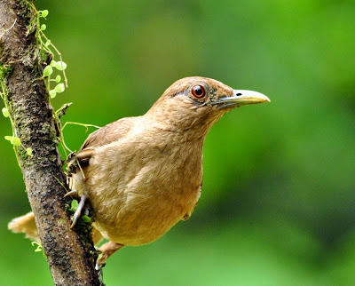 Aves de El Salvador - chonte