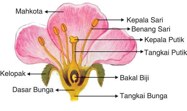 Natural Science Students Bagian Bagian Bunga Dan Fungsinya