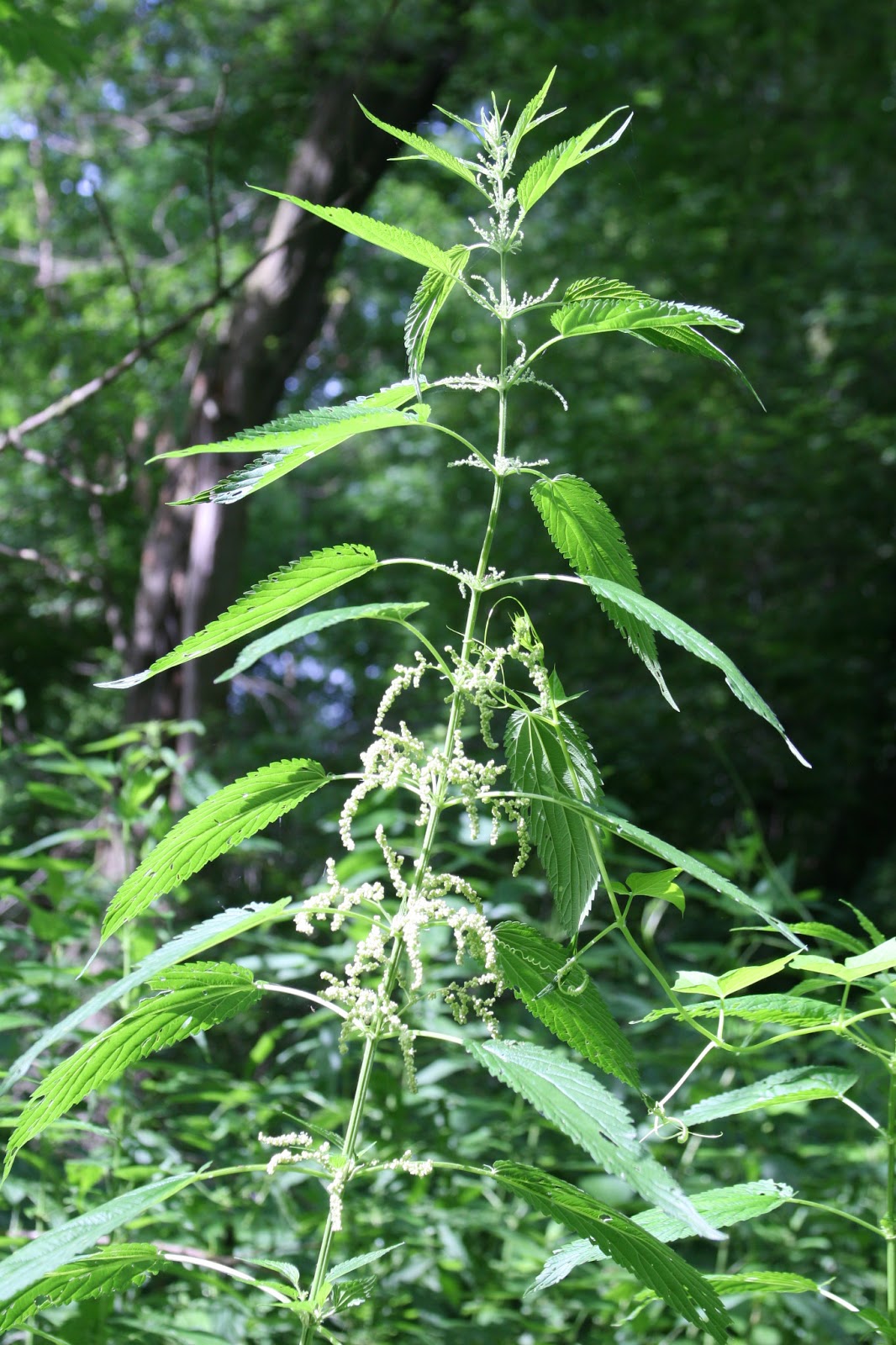 Isabella Conservation District Environmental Education Program Mid