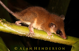 Mexican Mouse Opossum