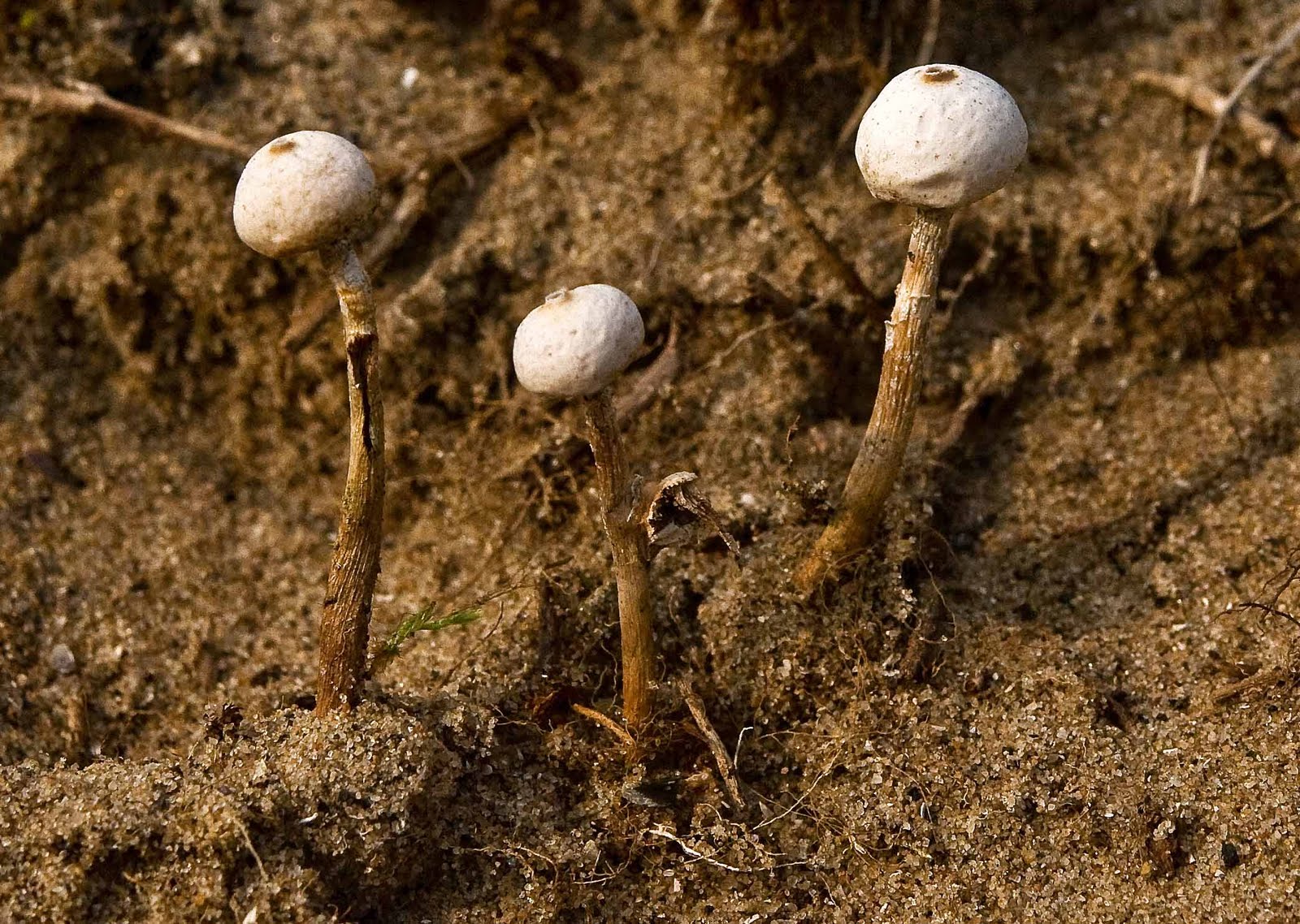 Les Feuillus2017 Robin Les Feuillus Pepinieres Tarifs Automne