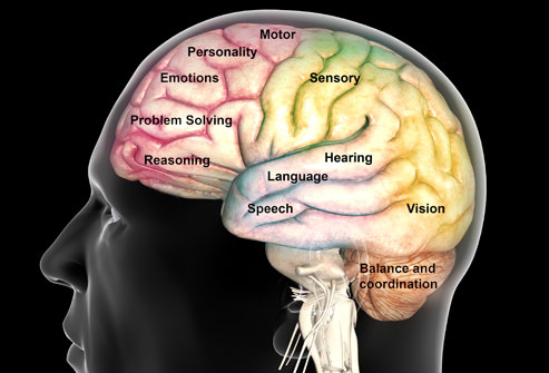 Brain Function Map9 Brain Function Map9