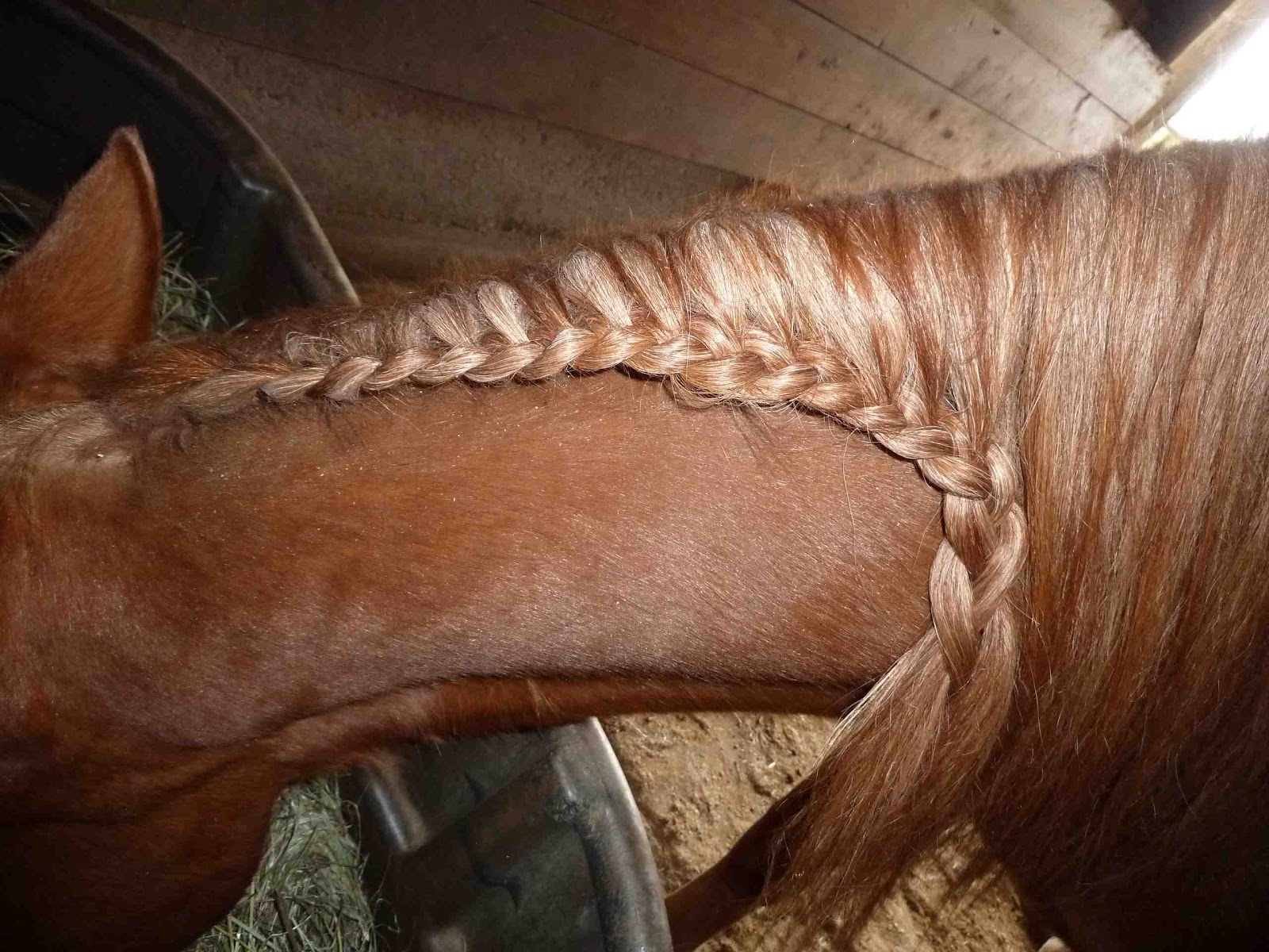 Dances With Horses Dealing with long locks