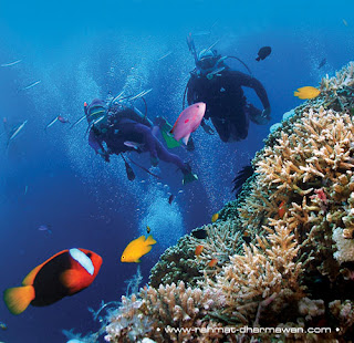 terumbu karang indonesia