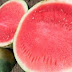 Seedless Watermelons: Sterile Hybrids