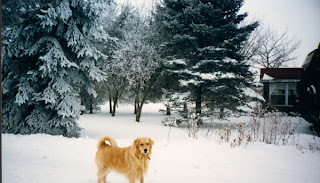 golden retriever photo reference for painting