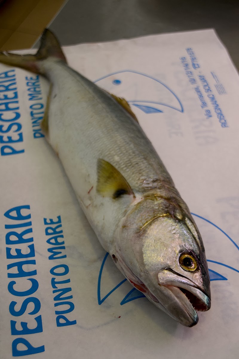 Come Si Nutrono I Pesci Simple Lo Squalo Balena Pesce Pi Grande Del