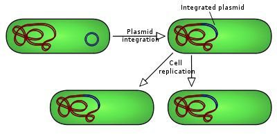 Stringent Plasmid