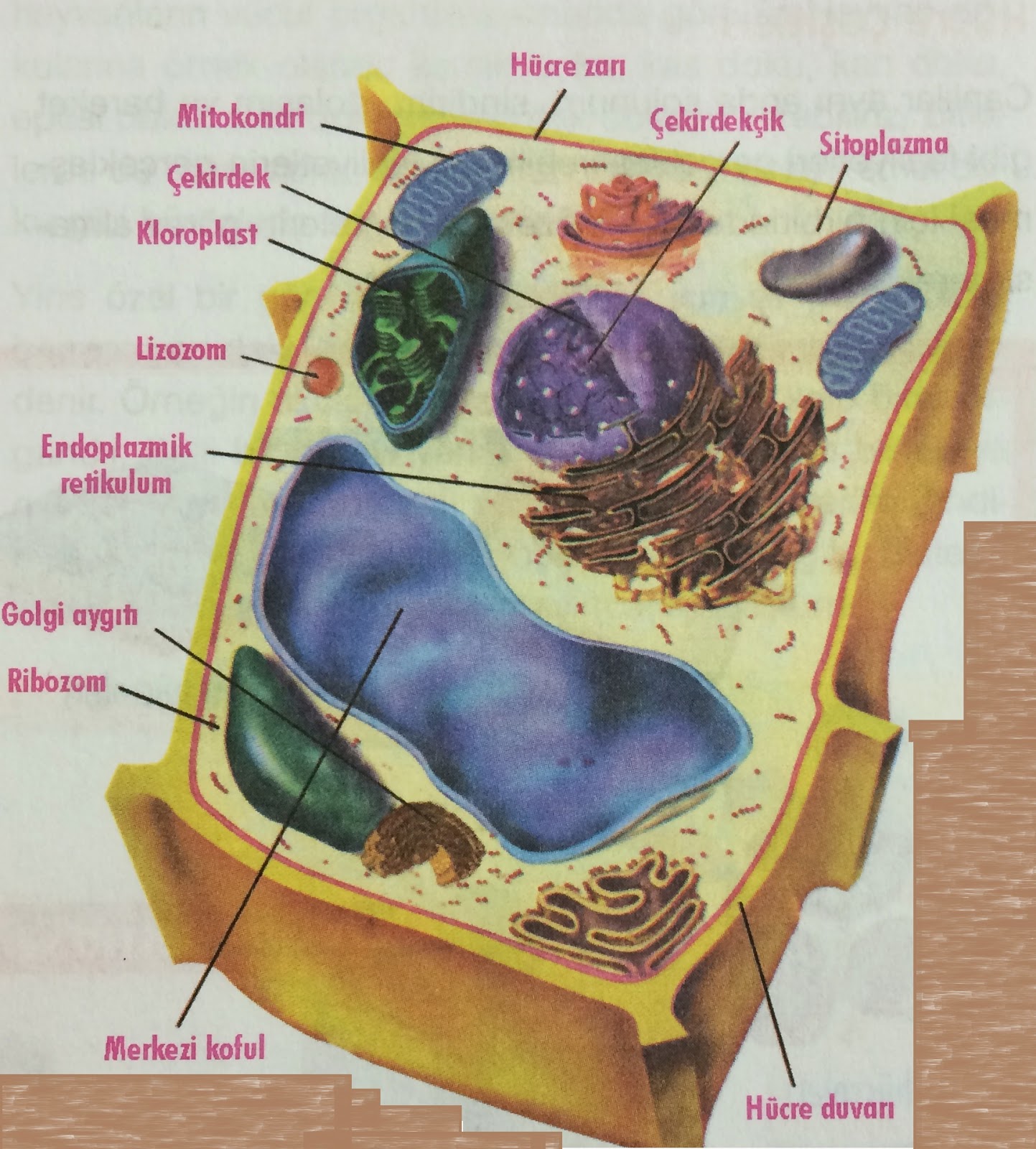 Bitki+Hücresi.JPG (1443×1600) Bi̇tki̇