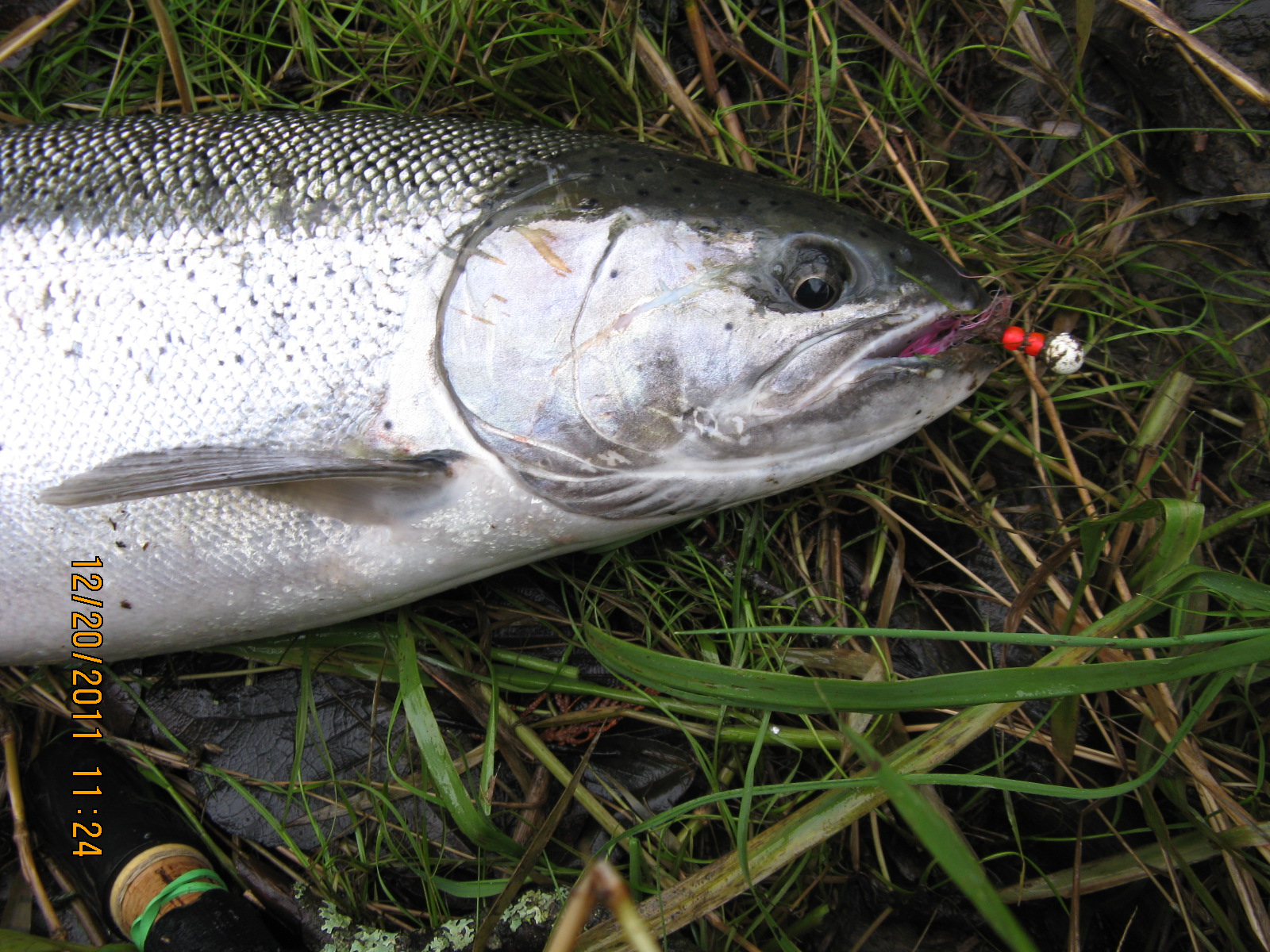 Forever Fishing Washington State: Salmon and Steelhead Anyone?