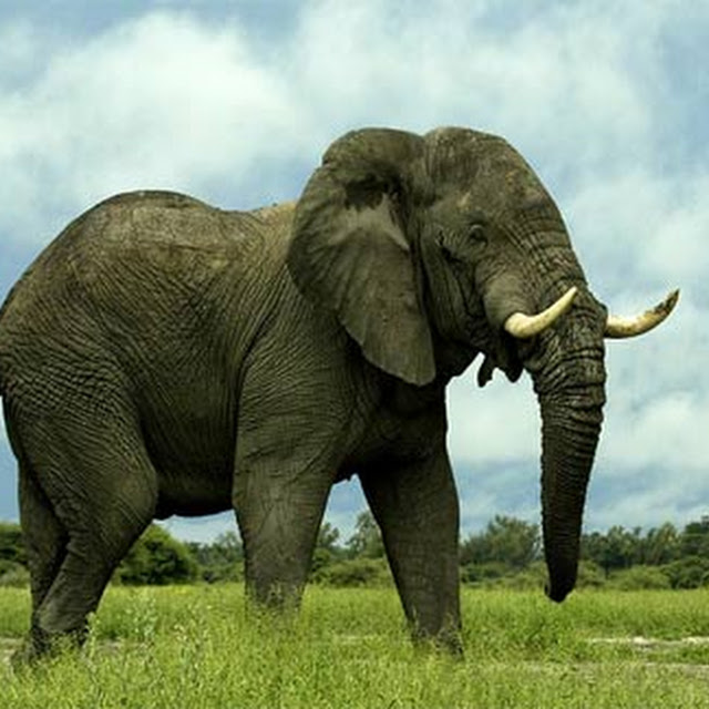 gambar gajah