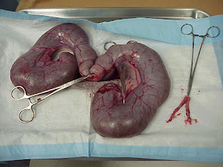 Normal and abnormal feline uterine anatomy