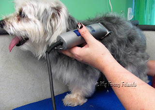 How Much Does It Cost To Clip Dogs Ears How Much Does It Cost To Clip Dogs Ears