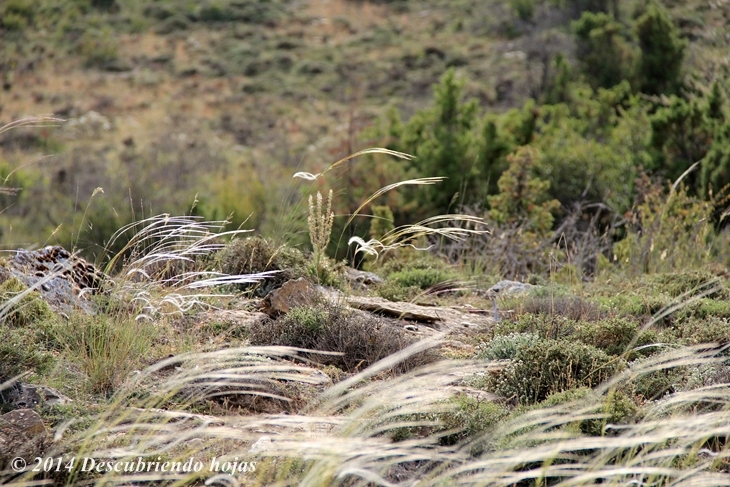 Descubriendo hojas: El campo como inspiración en el paisajismo: Stipa