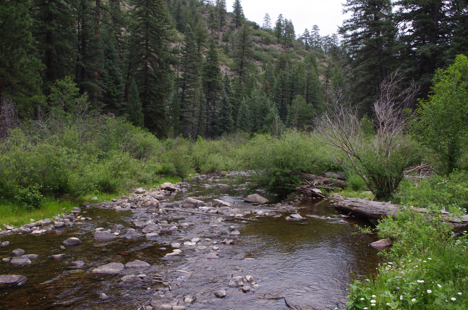 Southern New Mexico Explorer Rio Vallecitos Carson National Forest
