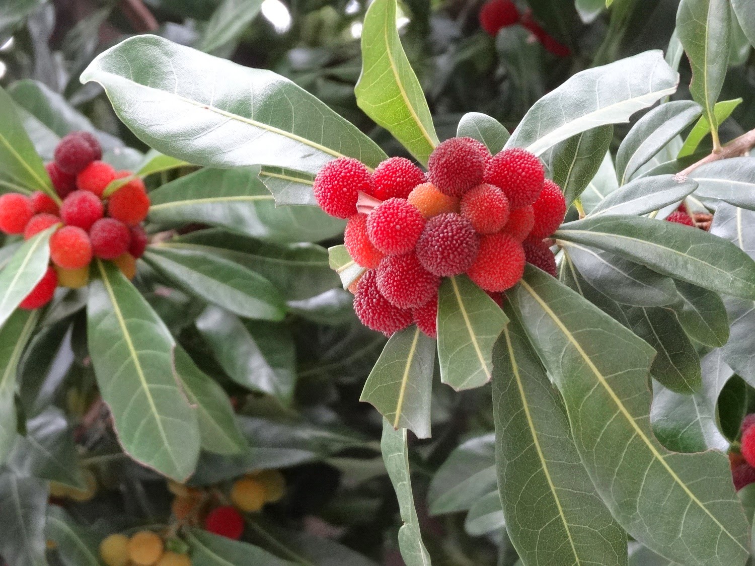 Studio Curanzio スタジオ クランツォ 一級建築士事務所 ヤマモモの実る頃