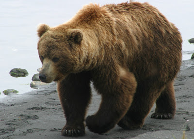 gambar hewan - foto beruang