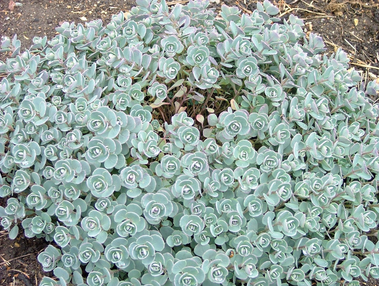 Sedum Rose Carpet Evergreen Carpet Vidalondon