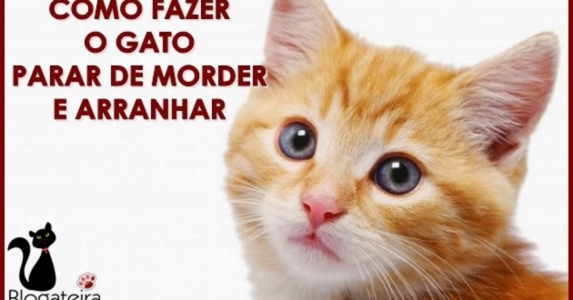 Cat scratching furniture