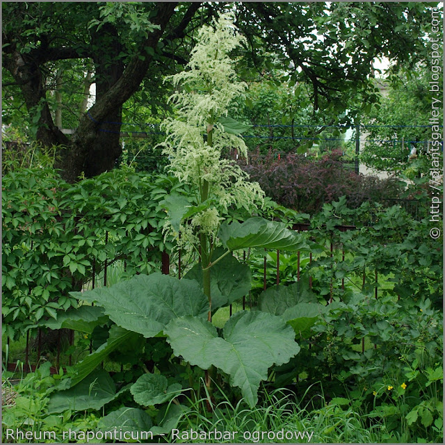 Rheum rhaponticum habit  - Rabarbar ogrodowy pokrój