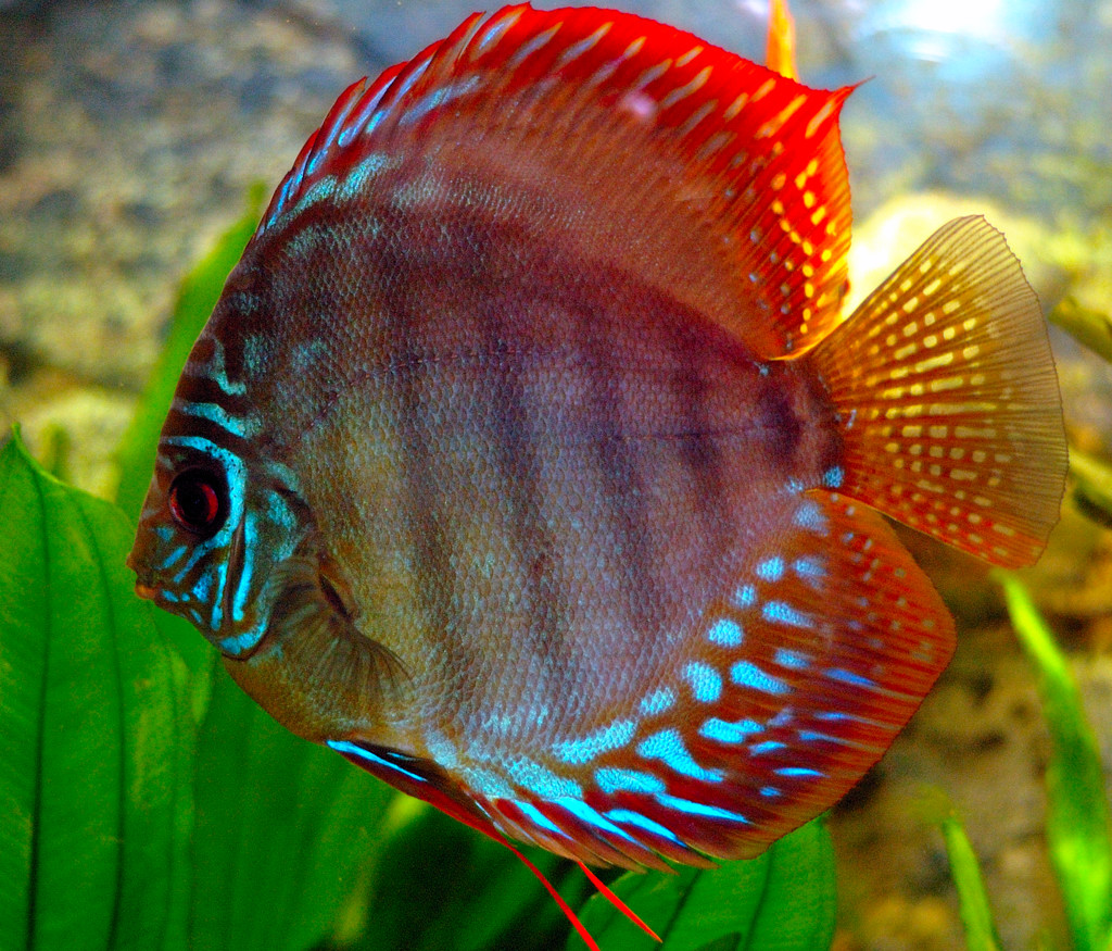 Discus The Life of Animals
