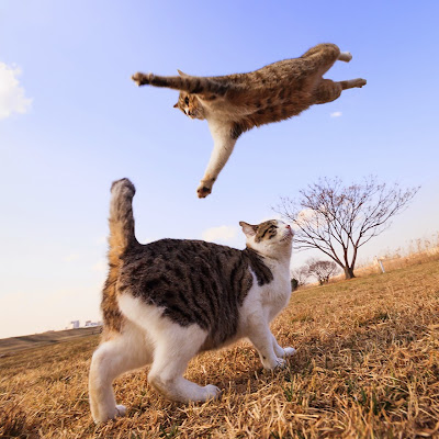 50 Funny Pictures of Cats Jumping