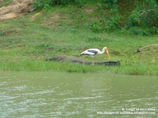 Crocodile et reptiles à Yala au Sri Lanka