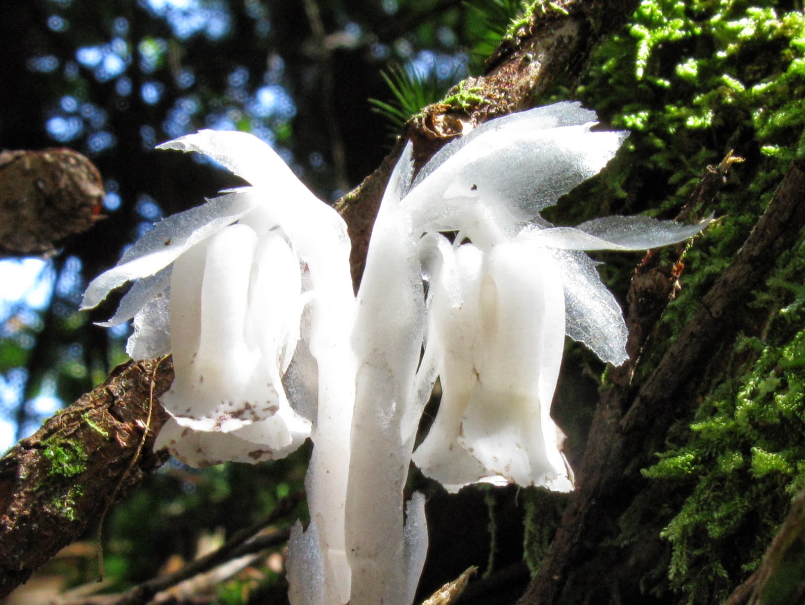 THE GHOST PLANT Monotropa uniflora The Garden of Eaden THE GHOST PLANT Monotropa uniflora The Garden of Eaden
