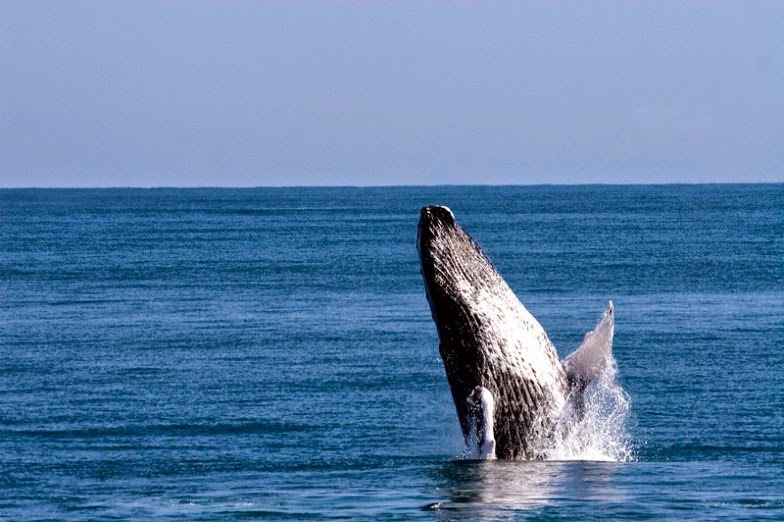 Observation des Baleines Observation des Baleines