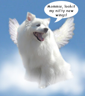 american eskimo dog what do they eat casper d dog hi my name is casper i am a mini american eskimo american eskimo dog what do they eat casper d dog hi my name is casper i am a mini american eskimo