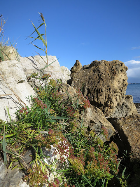 Rocks with plants growing on them, reed in front of blue sky, sea behind