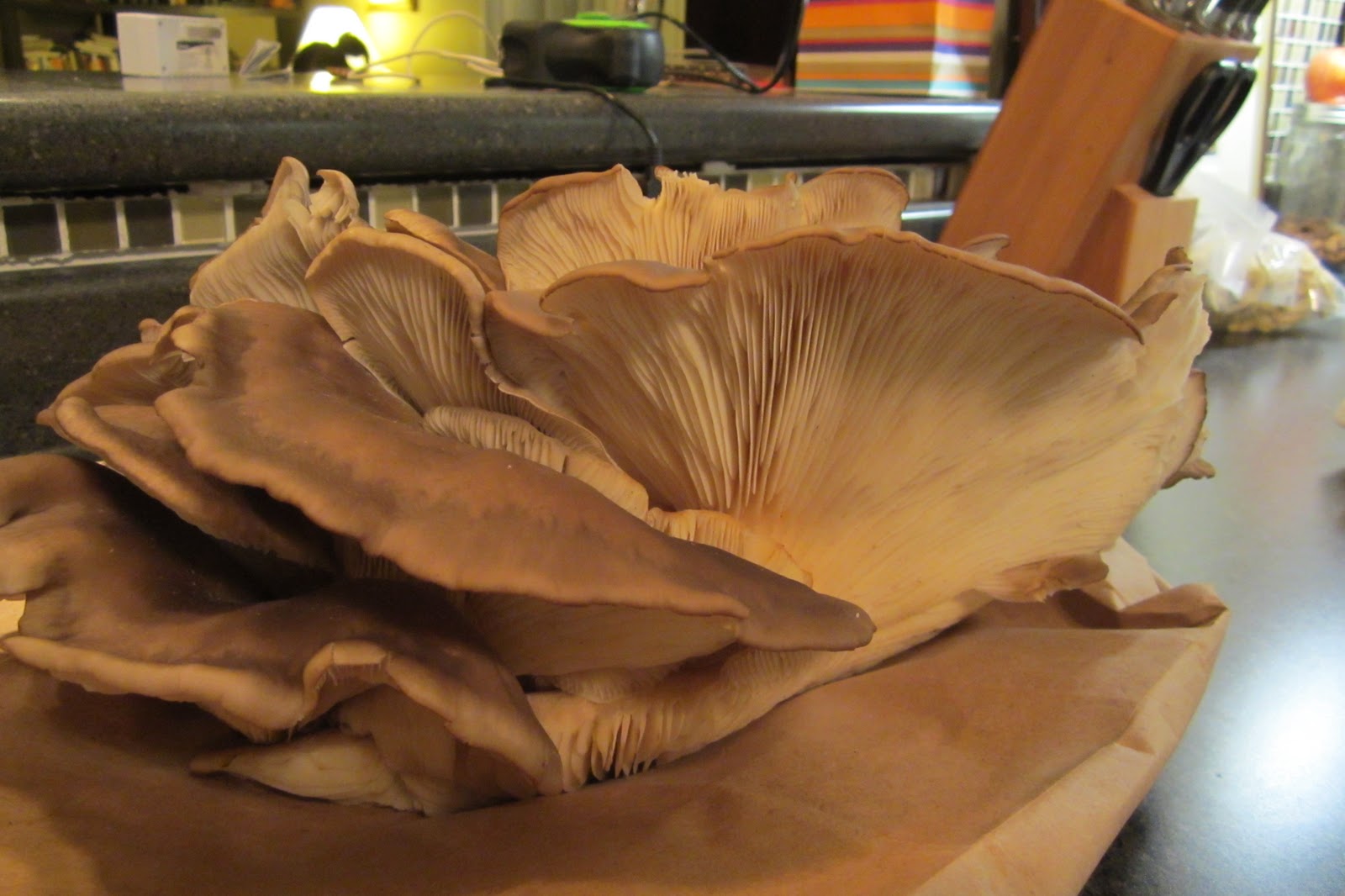 The Küchen Blog Brown Oyster Mushroom