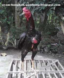 Warna Bulu Ayam Bangkok Perlu Diperhatikan