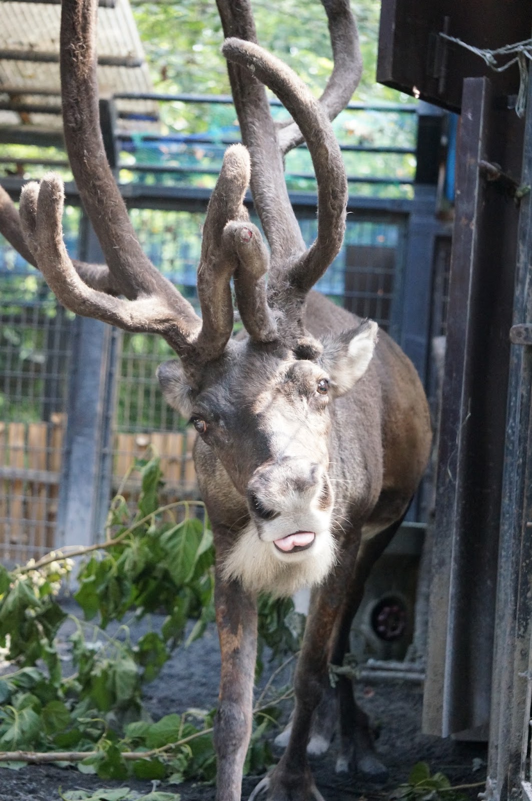 はむらzoo小噺 角から血が トナカイの袋角
