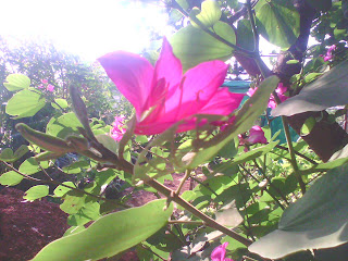 red flower